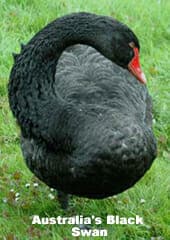 Australia's Black Swan