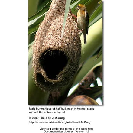 Baja Weaver Nest