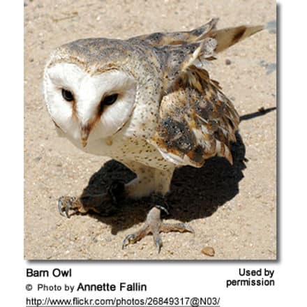 Barn Owl - Tyto alba - Fledgling