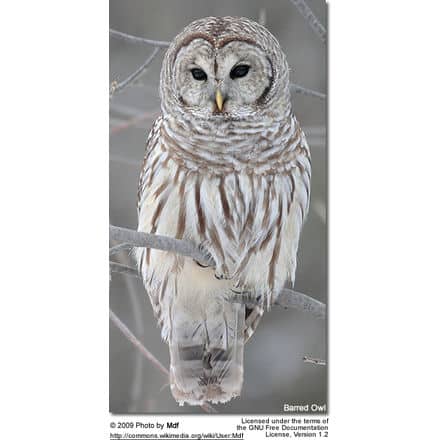 Barred Owl