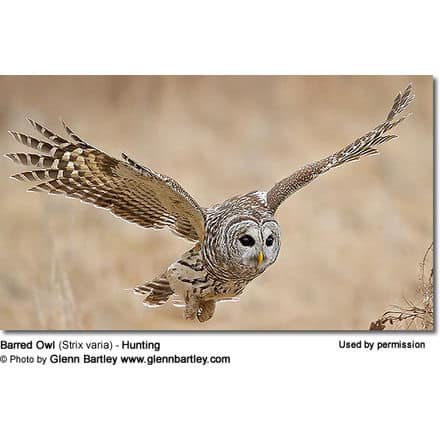 Barred Owl