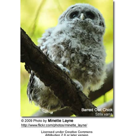 Barred Owl Chick