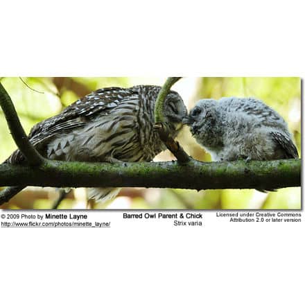 Barred Owl Parent and Chick