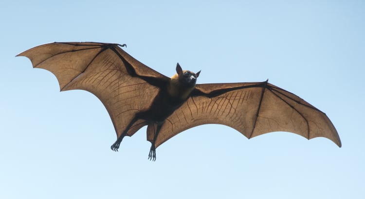 How Do Bats Fly: The Mechanics Of Flight & Lift Explained - Earth Life