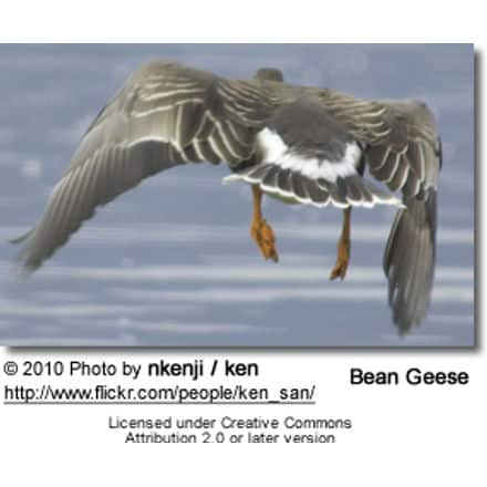 Bean Goose in flight
