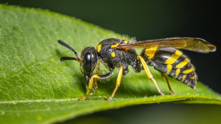 beewolf solitary wasp on leaf