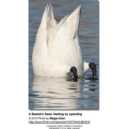 A Bewick’s Swan feeding by upending