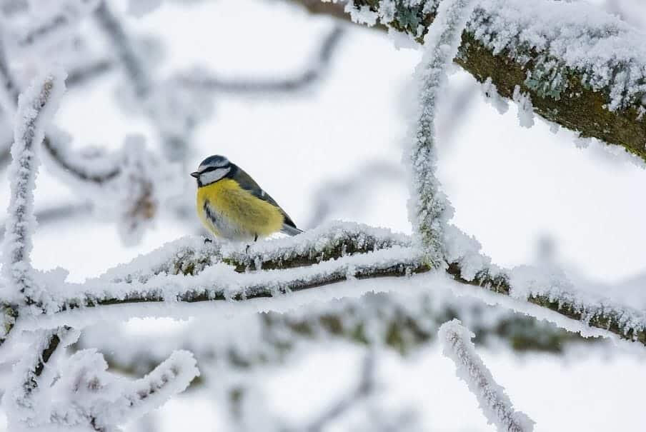 How Do Birds Survive Winter How They Keep Warm Earth Life 