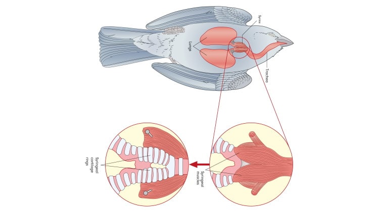 bird lungs diagram