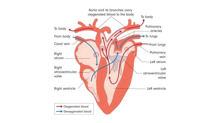 birds heart diagram