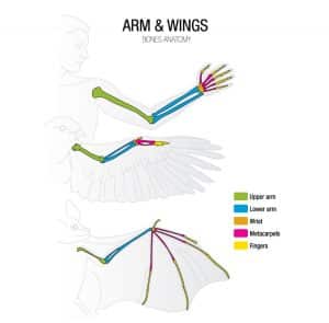 bird wing alula