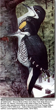 Black-backed Woodpeckers