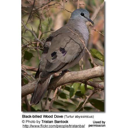 Black-billed Wood Dove