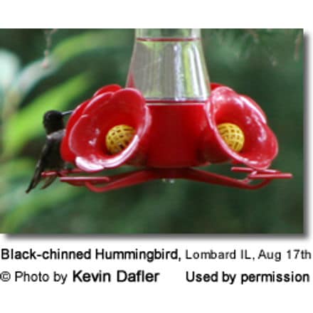 Black-chinned Hummingbird in Illinois
