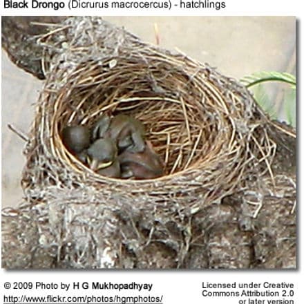 Black Drongo Hatchlings