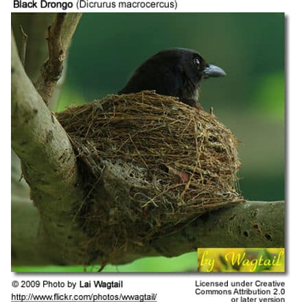 Black Drongo on nest