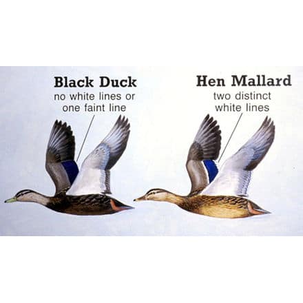 Black Duck Mallard Comparison