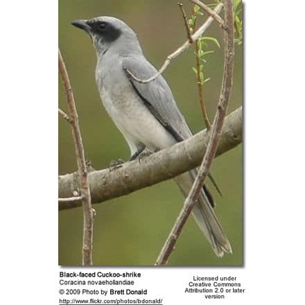 Black-faced Cuckoo-shrike