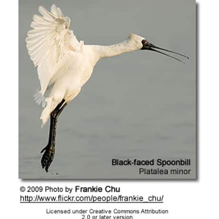 Black-faced Spoonbill (Platalea minor)