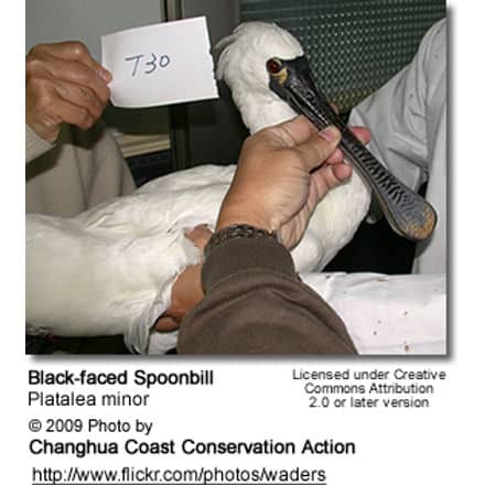 Black-faced Spoonbill (Platalea minor)