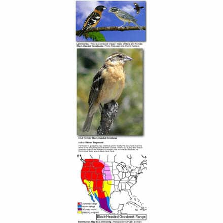 Black-headed Grosbeaks