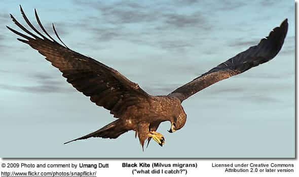 Black Kite with prey in its claws