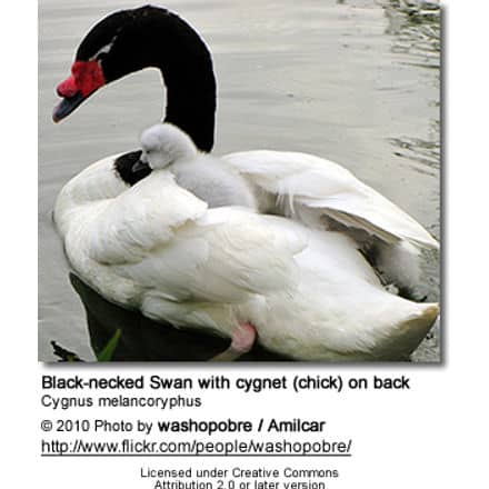 Black-necked Swans