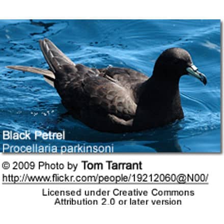 Parkinson's Petrel or Black Petrel (Procellaria parkinsoni)