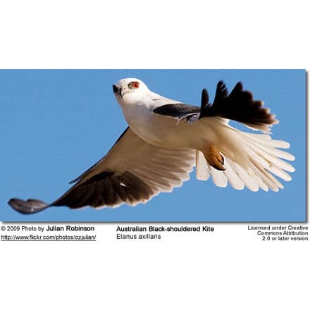 Black-shouldered Kite in flight