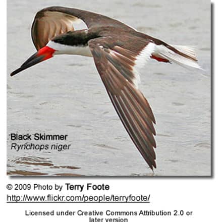 Black Skimmer, Rynchops niger,