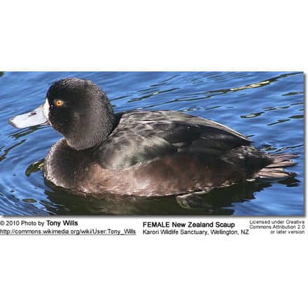 New Zealand Scaup (Aythya novaeseelandiae) commonly known as a Black teal