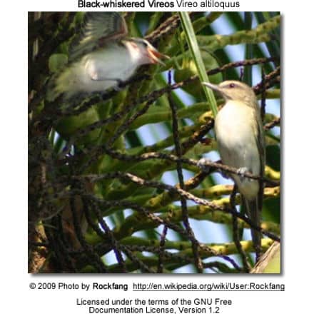 A pair of Black-whiskered Vireos