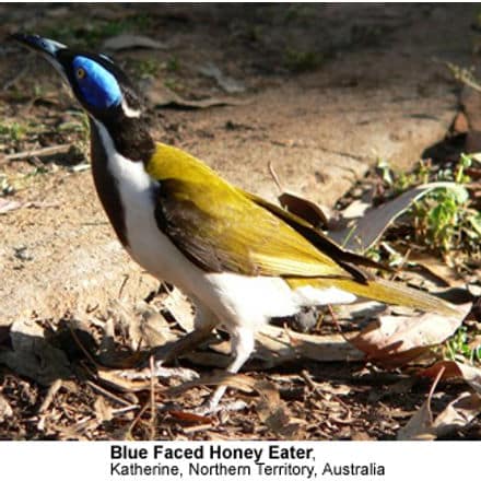 Blue-faced Honeyeater