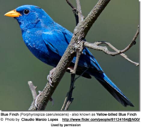 Blue Finch (Porphyrospiza caerulescens) or Yellow-billed Blue Finch