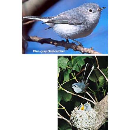 Blue-gray Gnatcatchers (Polioptila caerulea)