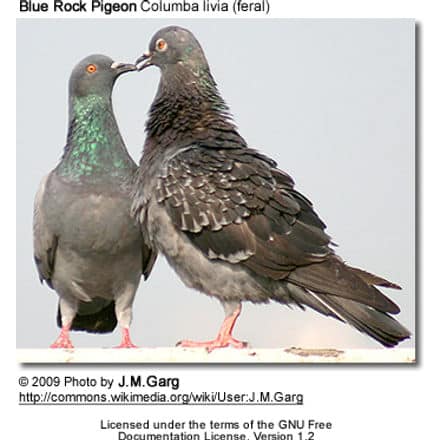 Blue Rock Pigeons