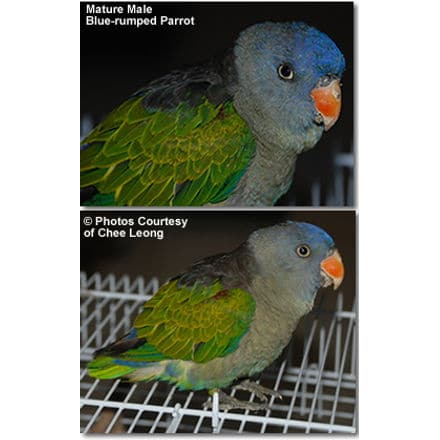 Two images of a Blue-rumped Parrot, identified as a mature male, accompany the Grey-headed Cuckooshrikes in this vibrant display. The parrot boasts a vivid green body, blue head, and striking orange beak. The top image shows a side profile while the bottom captures it perched on a wire structure.