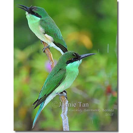 Blue-throated Bee-eater Juveniles