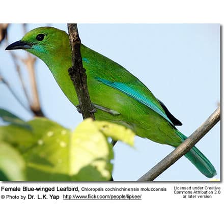 Female Blue-winged Leafbird, Chloropsis cochinchinensis moluccensis
