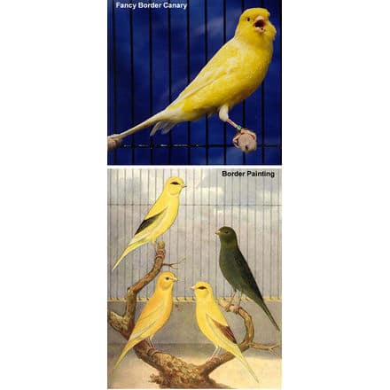Border Canaries