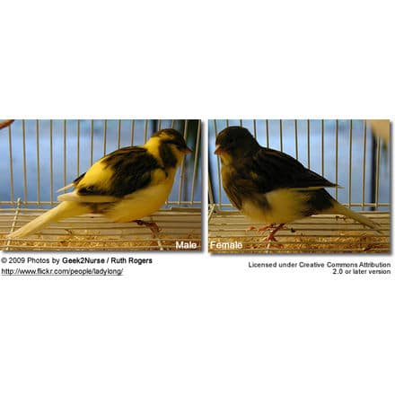 Border Canaries: Left Male, Right: Female