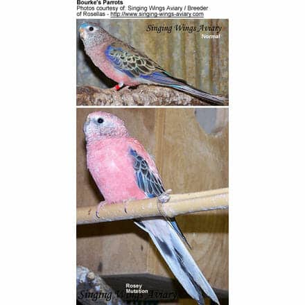 Bourke's Parrots aka Bourke Parakeets
