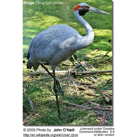 Brolga Crane