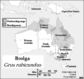 Brolga Crane Distribution Map