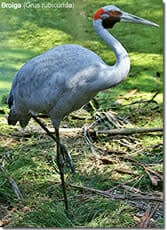 Brolga Crane