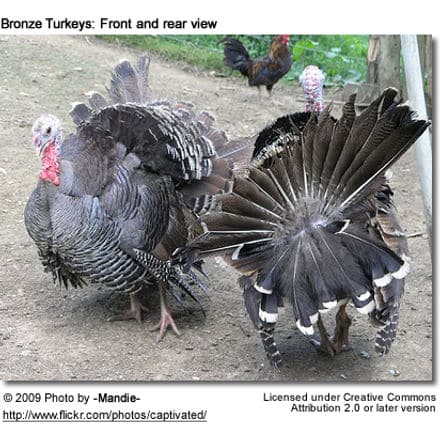Bronze Turkeys: Front and rear view