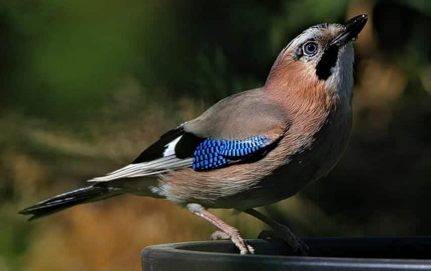 A close-up of a Brown Jay perched on a round black surface. The jay has a light brown body, black markings near its eye, and vibrant blue and black patterned feathers on its wings. The background is blurred greenery.