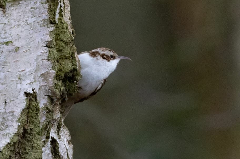 Brown Treecreeper