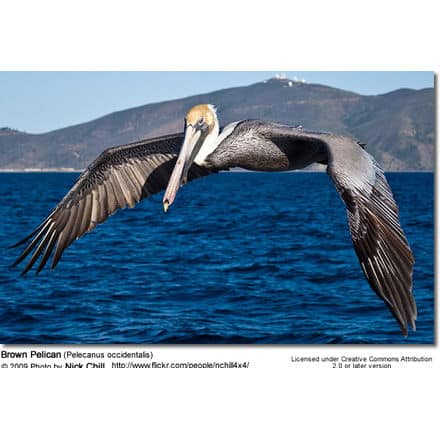 Brown Pelican