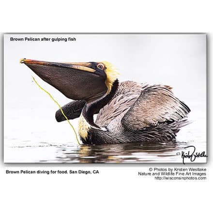 Brown Pelican Diving for Fish